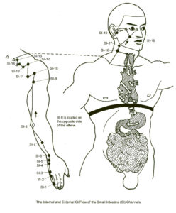 SmallIntestine