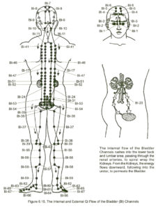 bladder